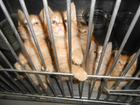 First Look Kittens in Cage_475.jpg